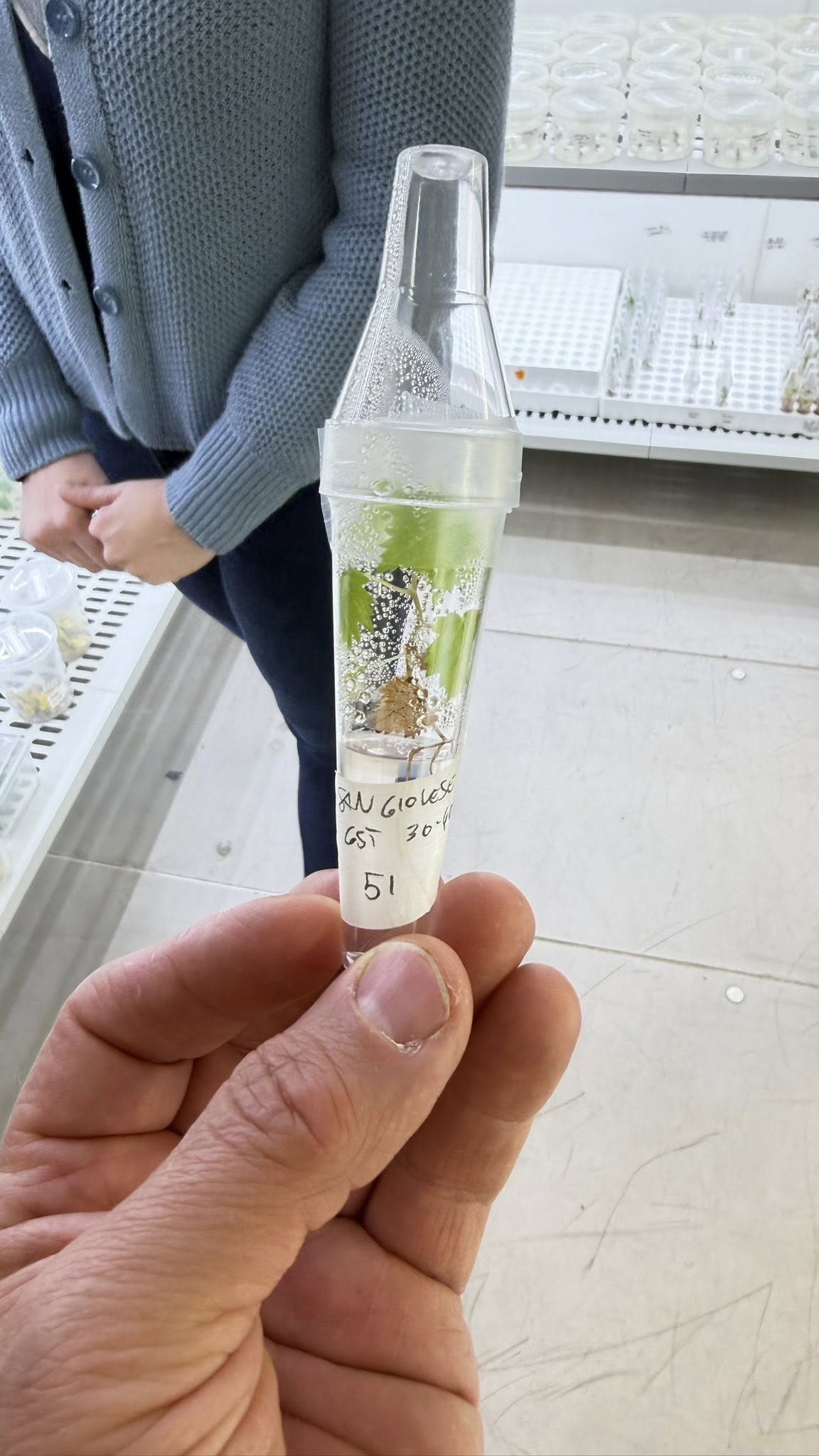 Campione in vitro di Sangiovese etichettato nei laboratori CREA
